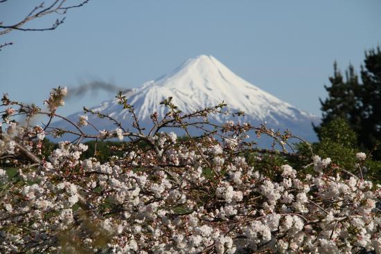 puketarata-garden